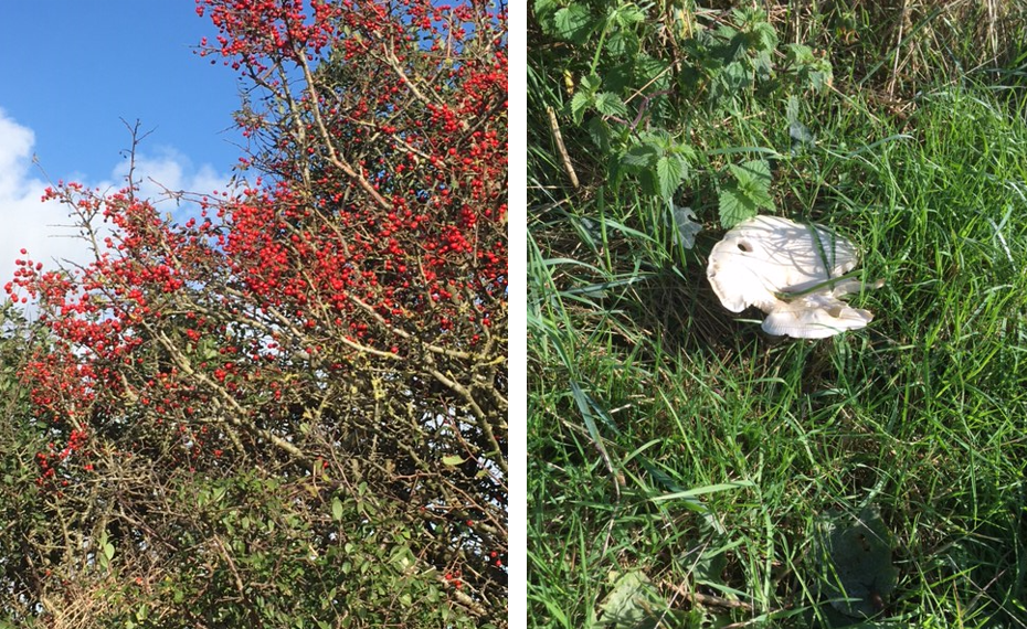 Left: A tree densely covered in red berries; Right: A white flat-capped mushroom in grass, with some holes in the cap
