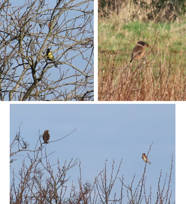 Top left: A small black and yellow bird in a tree with bare branches with blue sky behind it; Top right: A small brown and orange bird perched on a stick amongst a tuft of grass; Bottom: A medium sized brown bird and a small light brown bird perched on branches of some trees