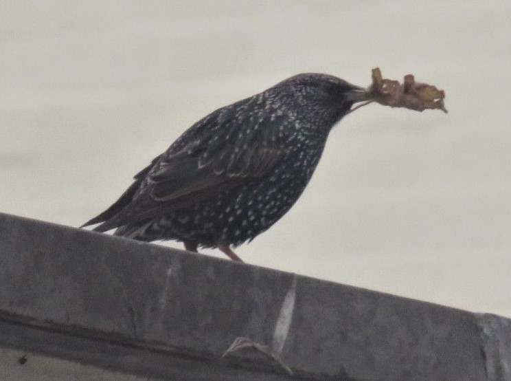 A medium sized black bird with white speckles holding a shrivelled up brown leaf in its beak, standing on top of a wall against a white background