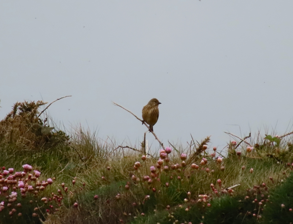 A small bird with a short beak perches on a stick in a patch of grass amongst small pink flowers. The bird is pale with brown flecks on its breast and a brown head with a pale cheek spot.