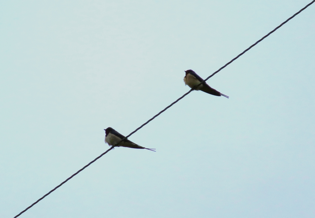 Two small birds with long forked tails perch on a telegraph wire against a grey sky. Their wings are black, they have white bellies and dark red throats.