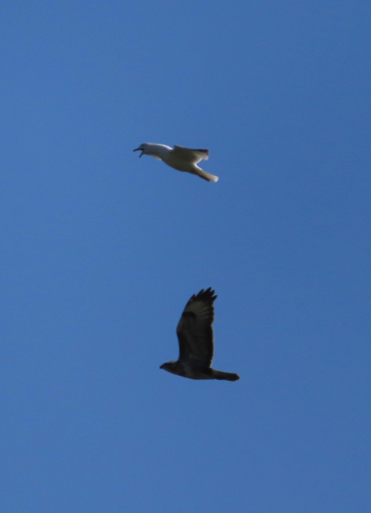 A large brown hawk with paler underwings. Above it is a large white gull with its beak open. The sky in the background is rich blue.