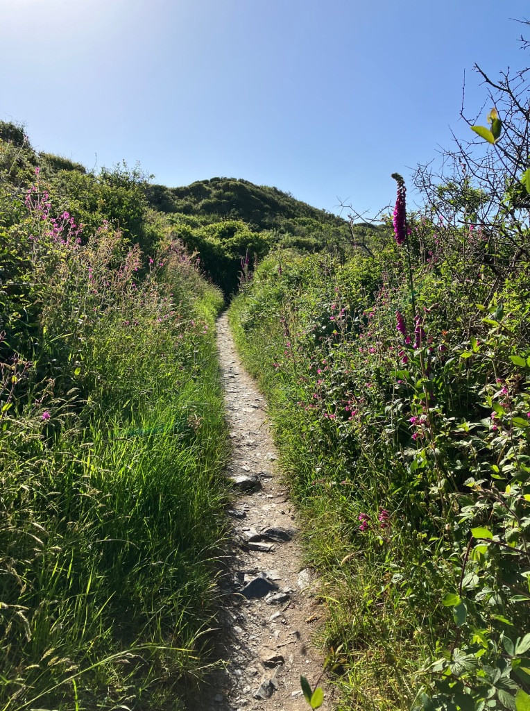 A stony path with long green grass, pink flowers and busy green shrubs growing at the sides
