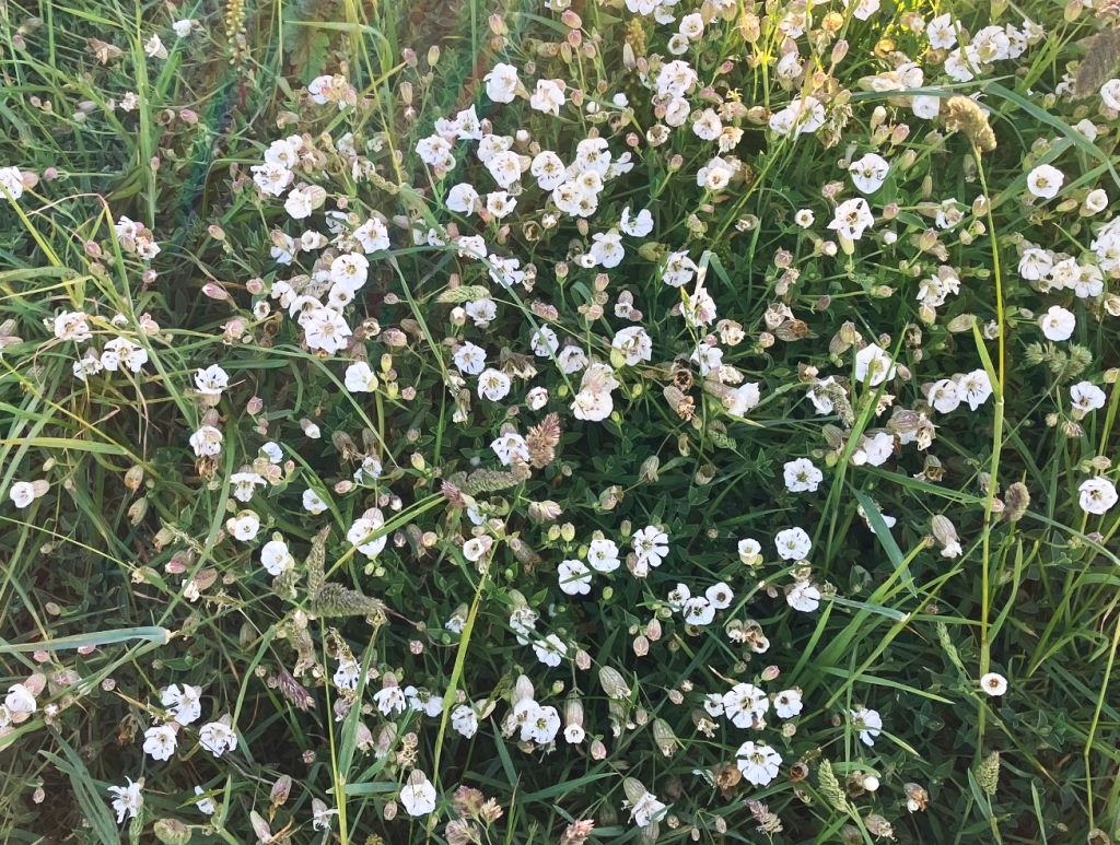 Small round white flowers growing in long green grass