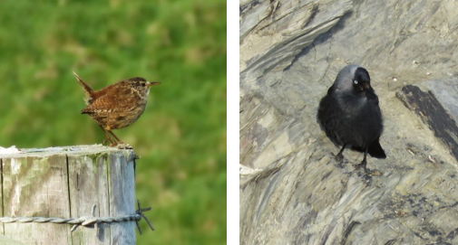 Left: A tiny brown wren is perched on a fence post. It has a long beak and an upright tail. Right: A jackdaw on a rocky cliff face. It is a medium sized black bird with a grey head and pale grey eye.