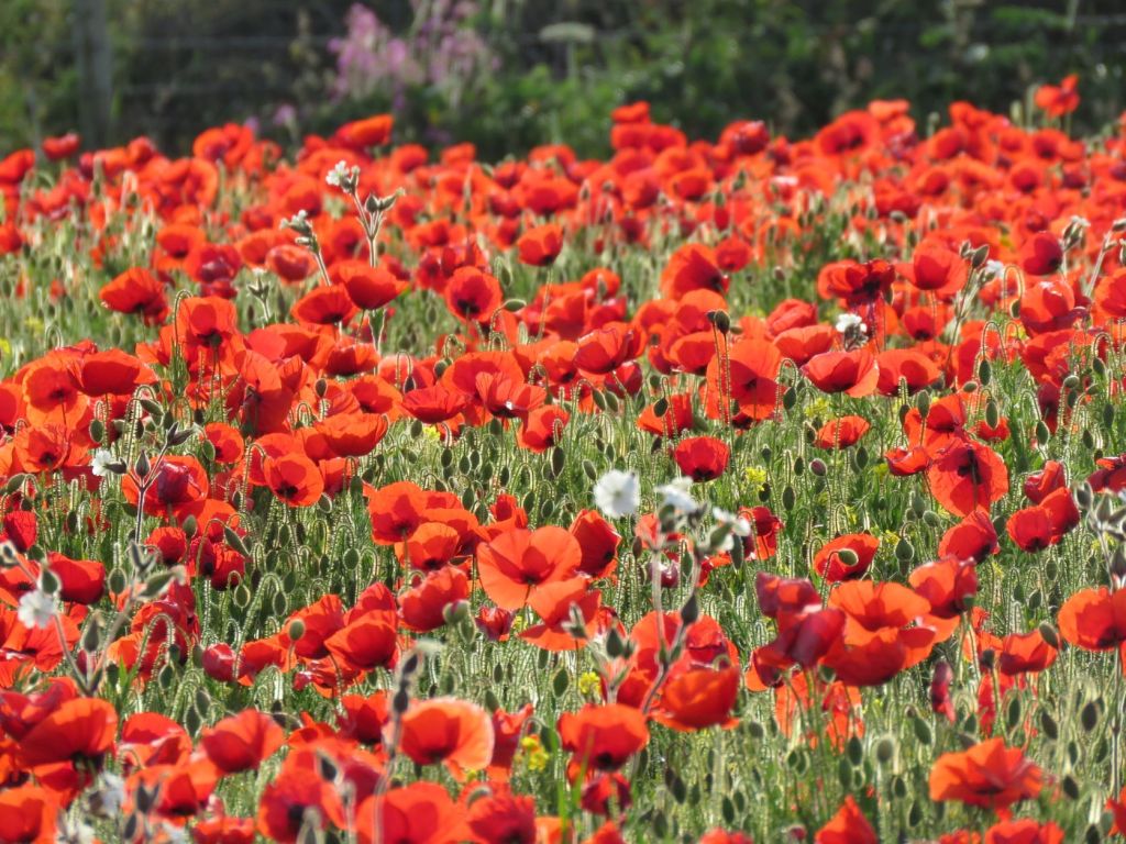 Hundreds of red poppies in the sunshine. Among the poppies there are many heads that have not yet flowered. There are a few white and yellow flowers among the poppies. The focus is on the poppies in the middle, with those at the front and back in softer focus.