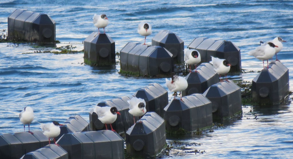 Eleven medium sized gulls are perched on a wall of floating buoys in the water. The majority have light grey wings, black heads and red bills and legs. Some have paler heads.