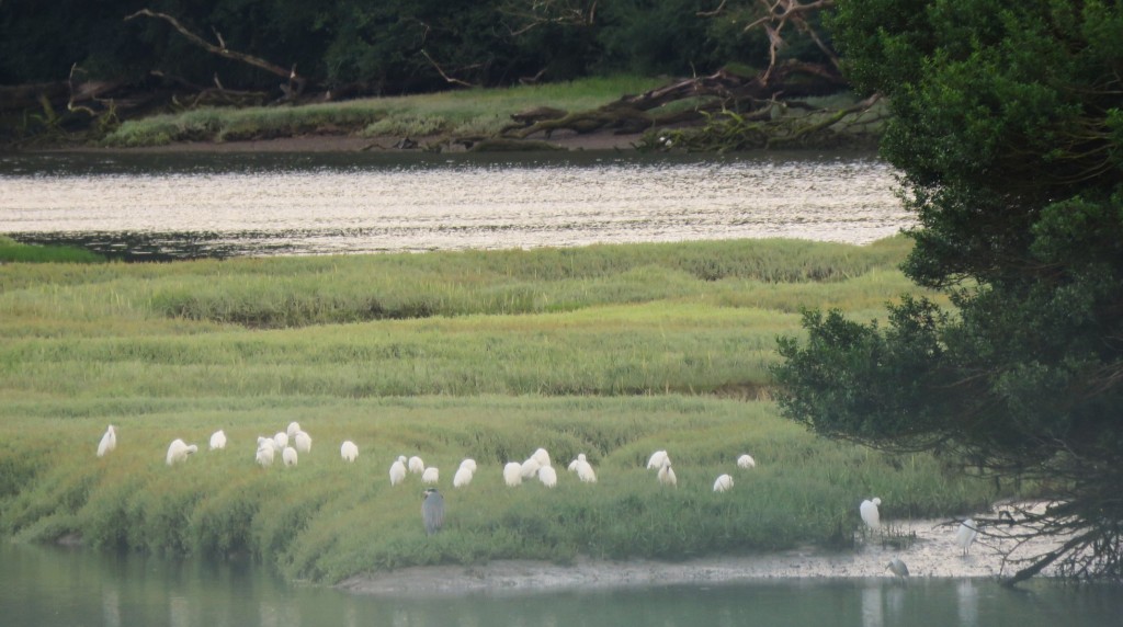 A flock of around twenty five egrets - medium sized white herons - are standing upon a patch of green marsh surrounded by water. A larger grey heron stands with them.