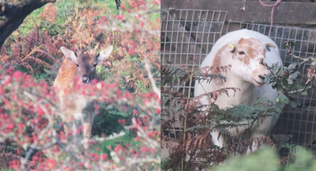 Left: A male fallow deer faces the camera, partially hidden behind a branch covered in red berries. His antlers are two short spikes and he has white spots over his rusty-brown back. Right: A sheep stands behind some ferns next to a fence. Its wool is mostly white with some red-brown patches on its face and neck.