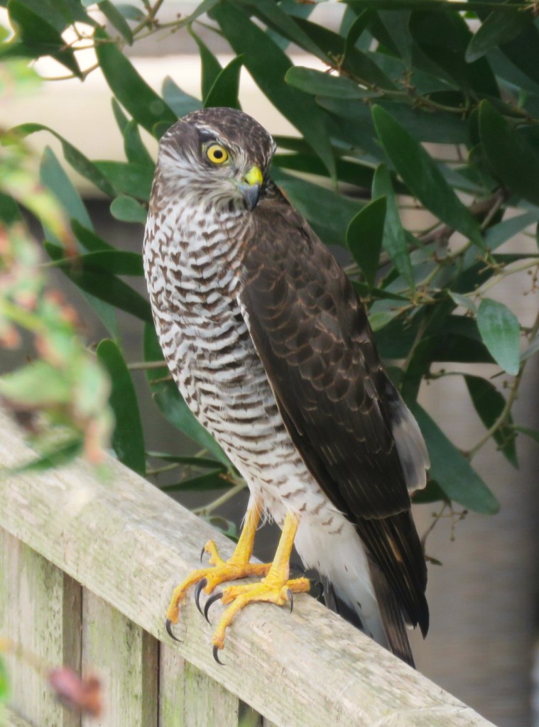 A small bird of prey with brown wings, barred brown and white chest, and yellow eyes, beak and feet, perches on a fence with green foliage behind.
