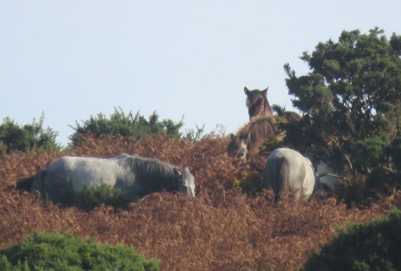 Four ponies stand amongst dense scrub. The two nearest are grey, one in the middle is light brown and a dark brown one stands at the back, its head raised against the blue sky.