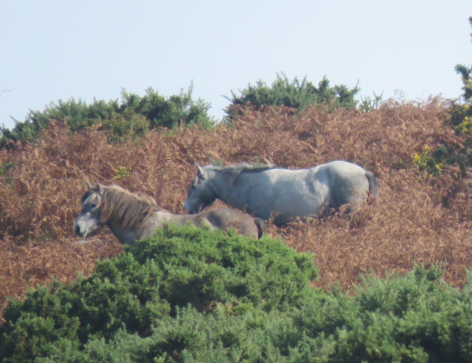 Two ponies standing amongst dense scrub on a sunny day, facing to the left of the image. The nearest is light brown and the one behind is grey.