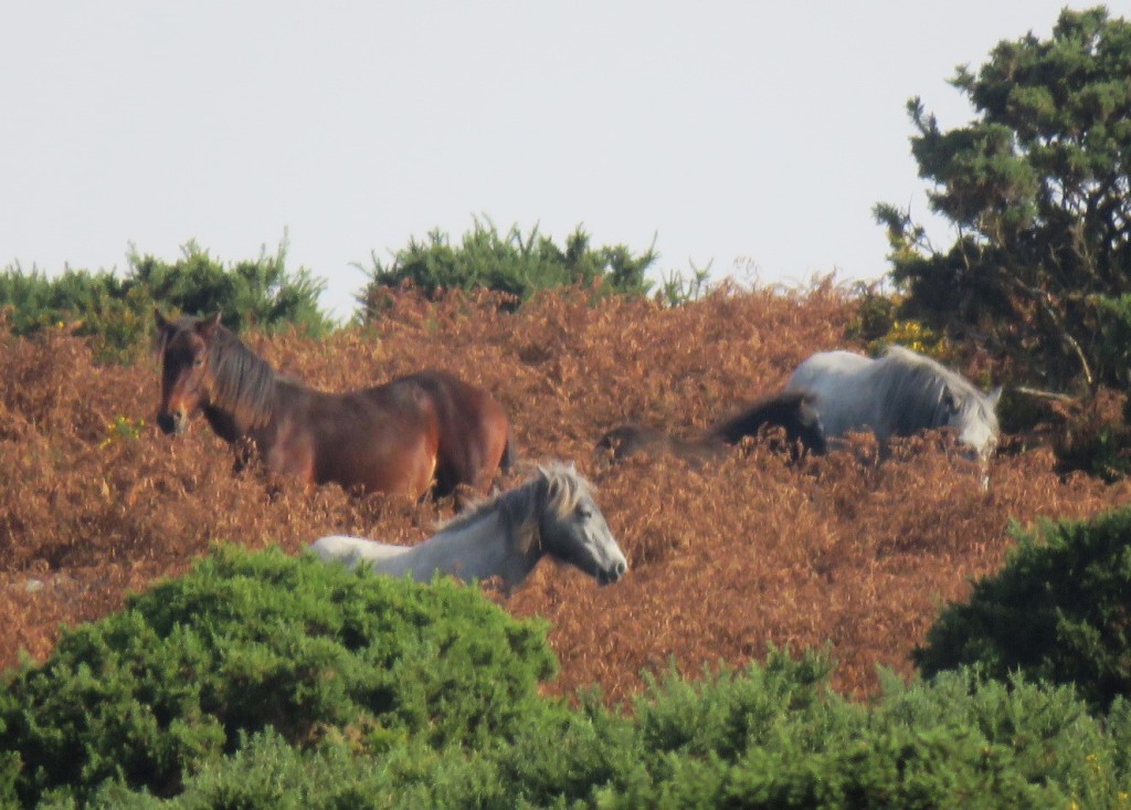 Four ponies standing amongst dense scrub on a sunny day. A dark brown one stands towards the left with its head raised. To the right, a grey pony walks head down next to a dark brown foal. At the front is another pony, this one grey.