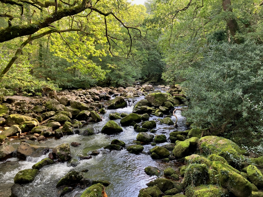 A river full of moss-covered boulders in a leafy woodland, flowing in the direction of the camera