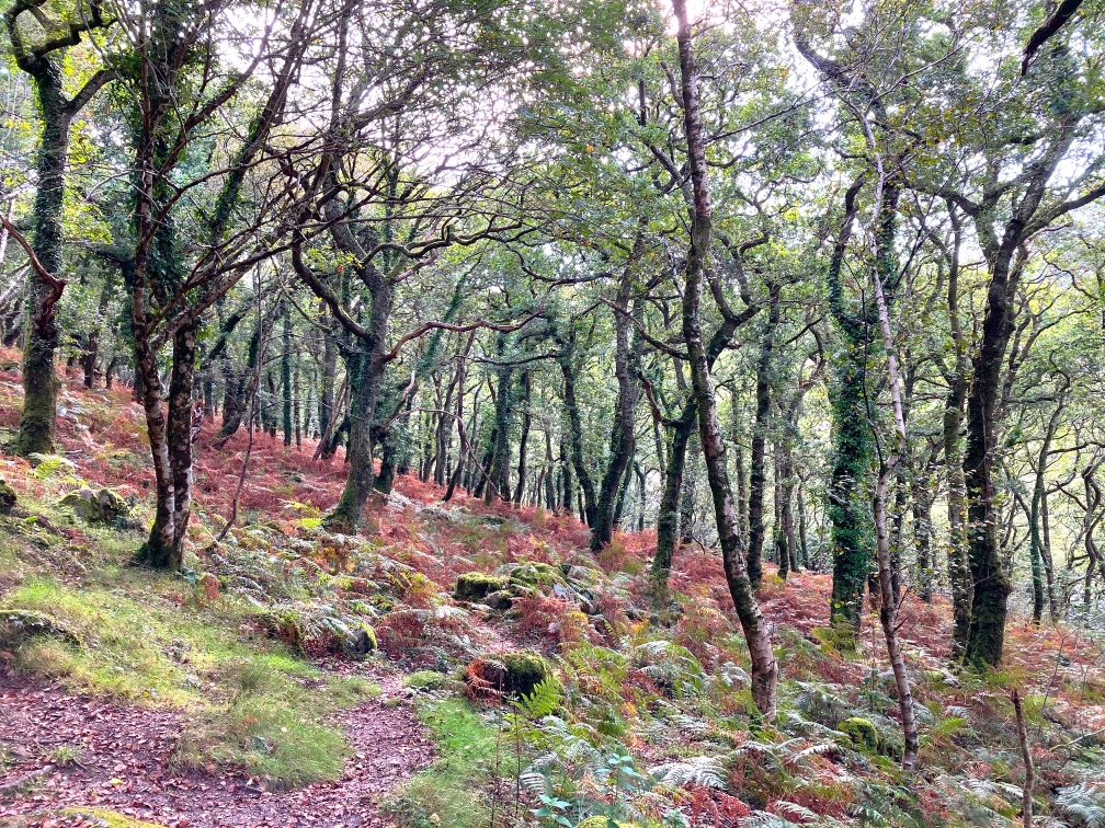 A woodland of spindly trees, the ground covered in bracken