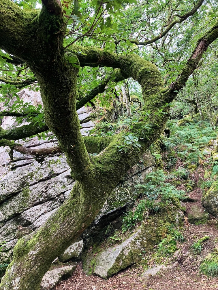A moss covered tree in the foreground in front of craggy rocks and ferns in the background